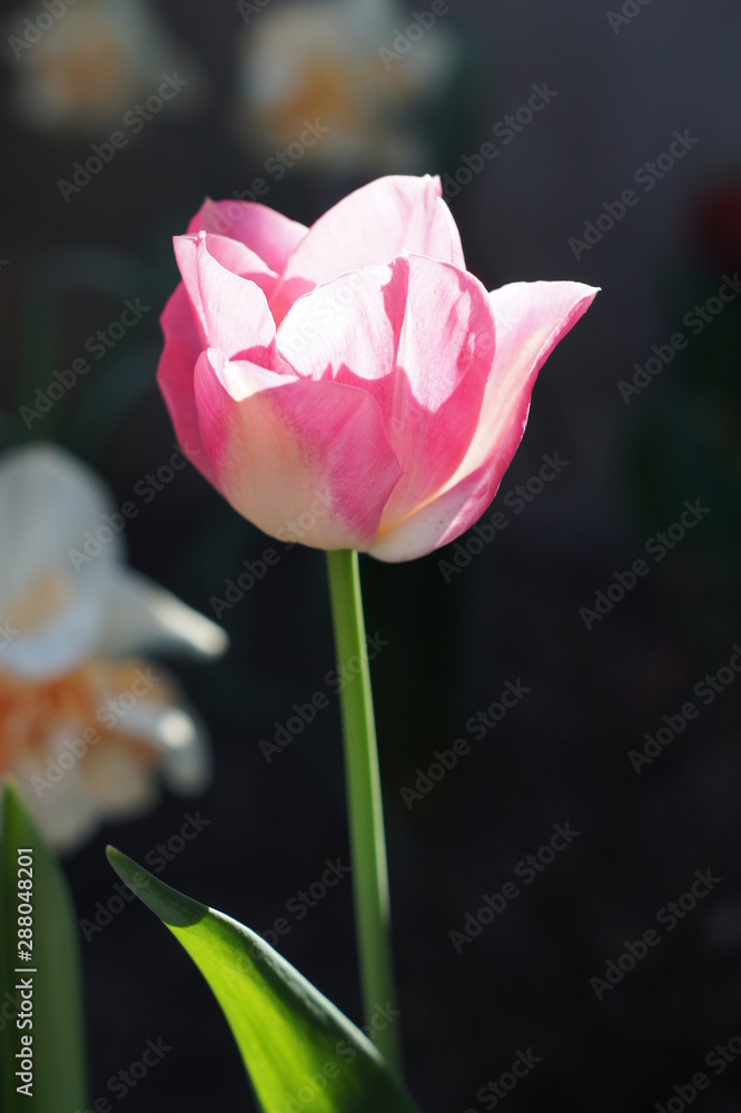 Naklejka premium Tulipan
