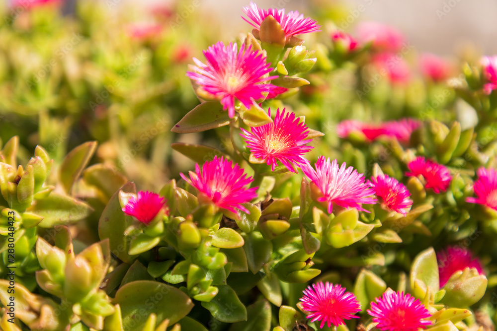 Italy, Apulia, Metropolitan City of Bari, Monopoli. Ice plant (Carpobrotus edulis) with magenta flowers. Italy, Apulia, Metropolitan City of Bari, Monopoli. Ice plant (Carpobrotus edulis) with magenta flowers.