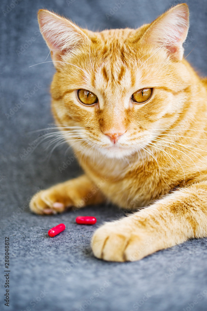 Sad orange cat and red pills closeup Sad orange cat and red pills closeup