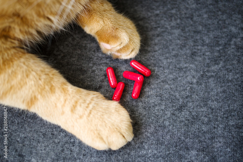 Red cat paws and red capsule tablets, top view