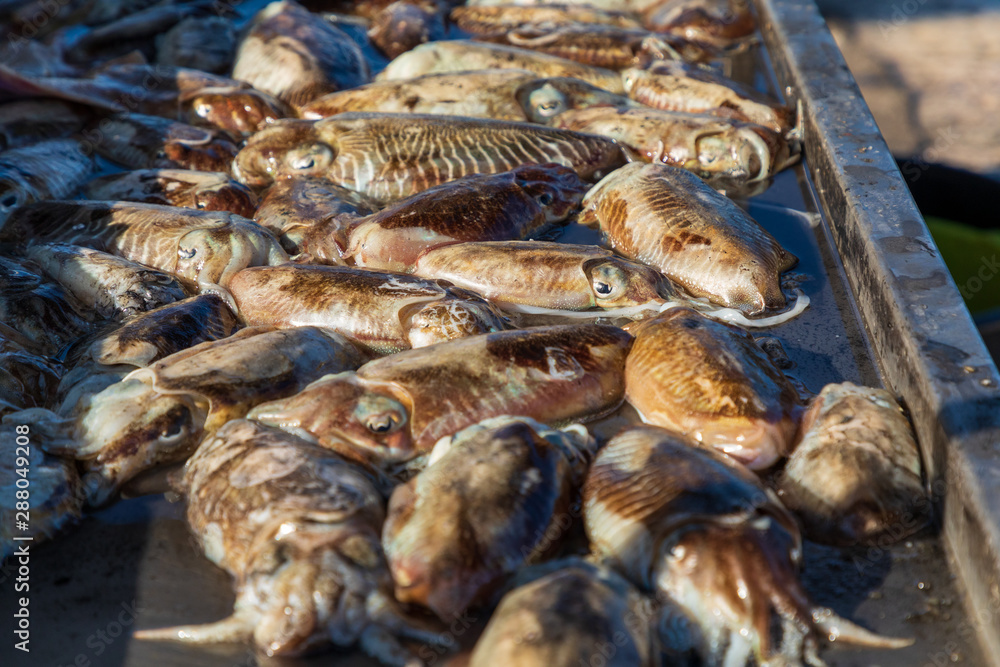 Italy, Apulia, Province of Barletta-Andria-Trani, Trani. Freshly caught squid.