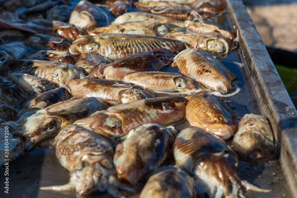 Italy, Apulia, Province of Barletta-Andria-Trani, Trani. Freshly caught squid. Italy, Apulia, Province of Barletta-Andria-Trani, Trani. Freshly caught squid.