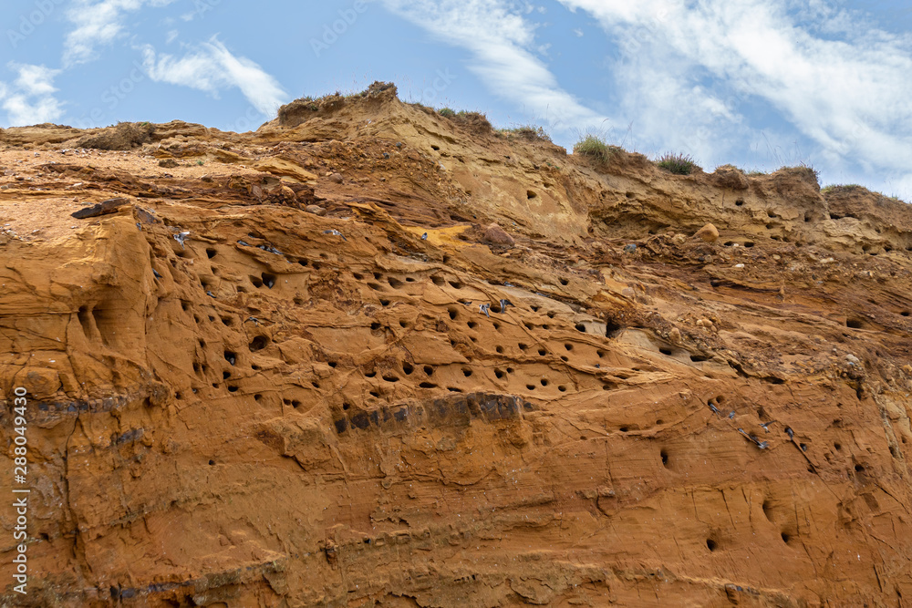 Sand Martin Birds (latin: Riparia riparia) lives in Europe, in winding holes in sheer sandy hills near larger bodies of water, such as rivers, lakes or even the ocean.