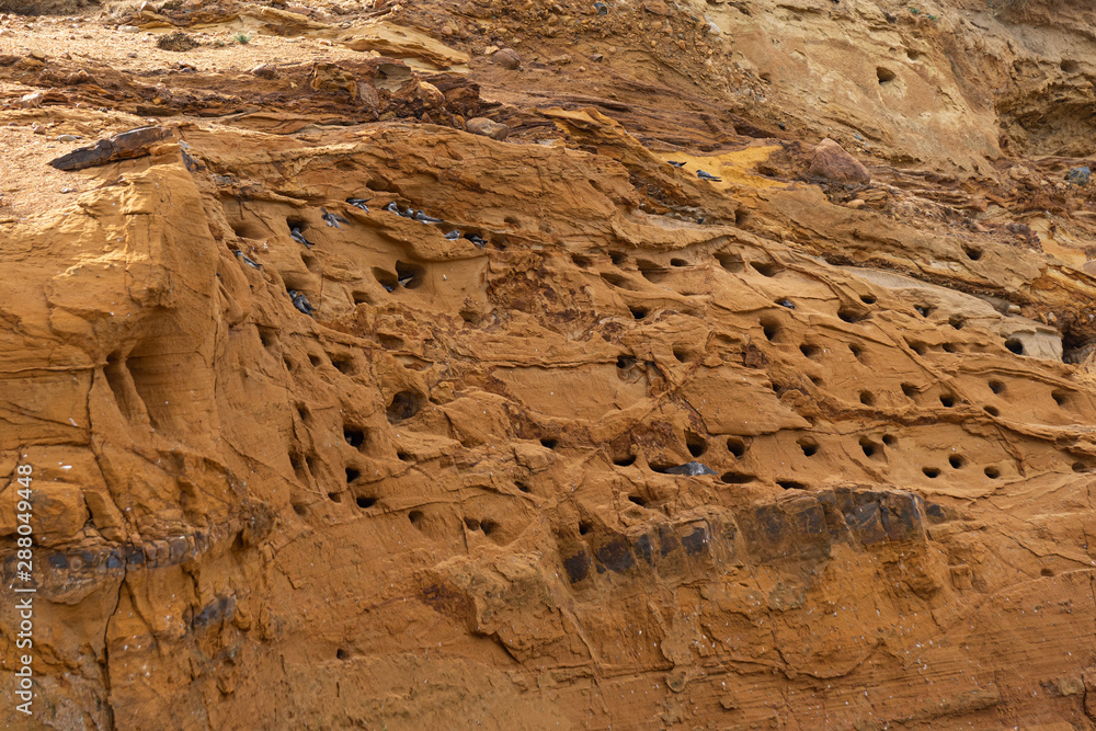 Obraz premium Sand Martin Birds (latin: Riparia riparia) lives in Europe, in winding holes in sheer sandy hills near larger bodies of water, such as rivers, lakes or even the ocean.