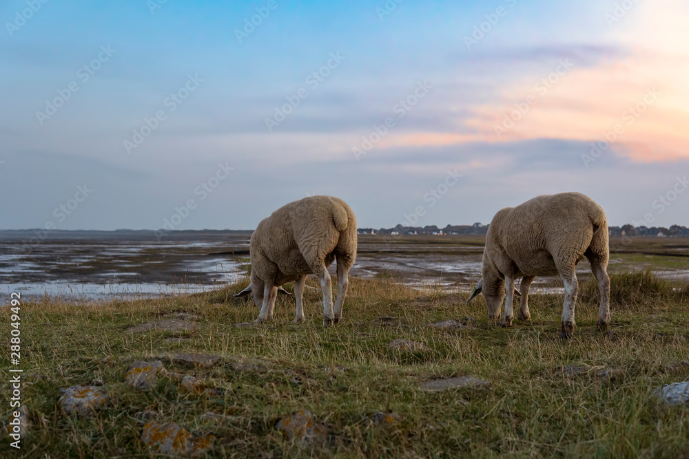 Obraz premium Sheeps near Rantum on the Island Sylt, Germany