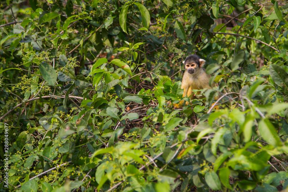 Obraz premium The mono amarillo chichi monkey