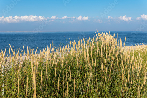 Beach with Marram Grass on the island Sylt  Germany