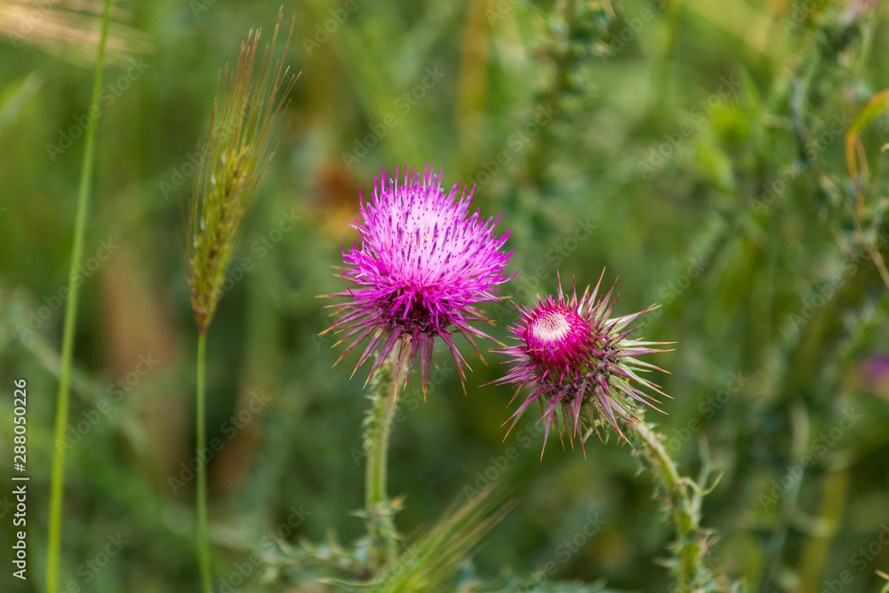 Italy, Basilicata, Province of Matera, Matera. Thistles. Italy, Basilicata, Province of Matera, Matera. Thistles.