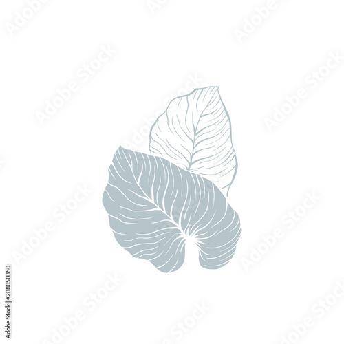Philodendron leaves vector illustration. Silver cloud plant outline and silhouette drawing. Monstera, houseplant blue leafage. Palm leaves. Jungle, rainforest tropical foliage isolated clipart