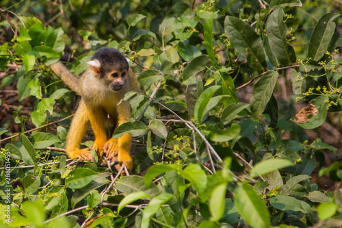 The mono amarillo chichi monkey © teomagni