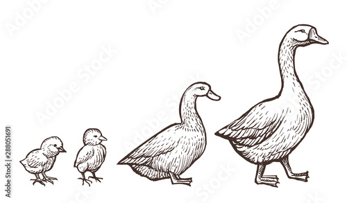 Goose and Duck farm animals sketch. Hand drawn birds family with two chickens kids near mom and father. Vector illustration