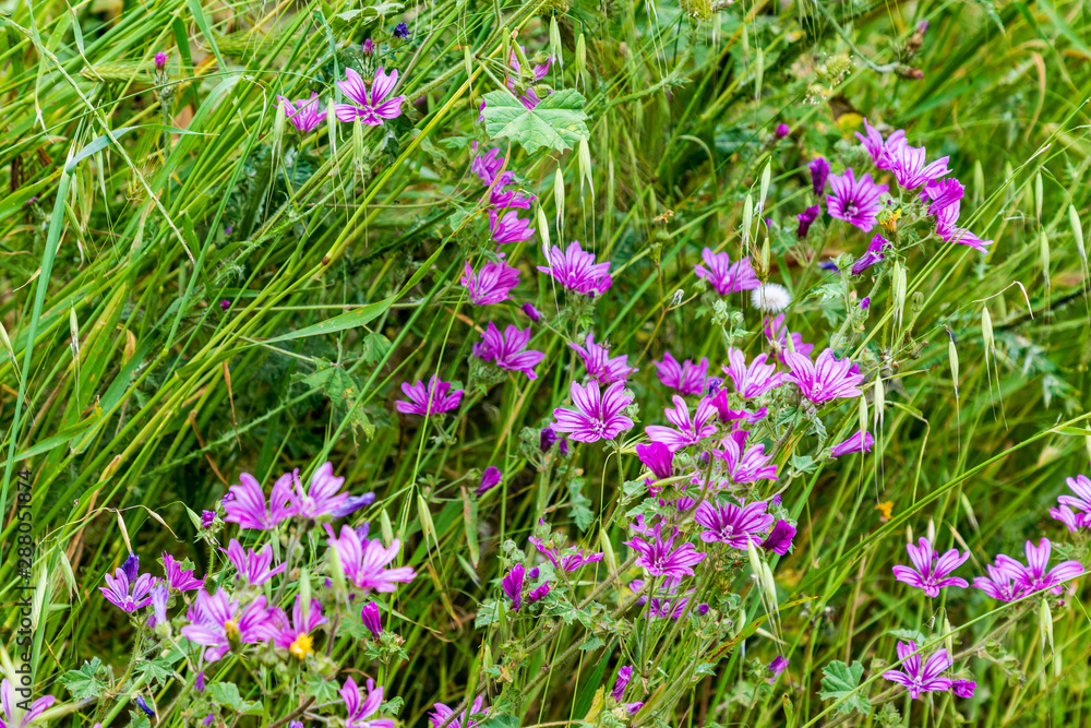 Italy, Apulia, Province of Taranto, Laterza. Purple wildflowers. Italy, Apulia, Province of Taranto, Laterza. Purple wildflowers.