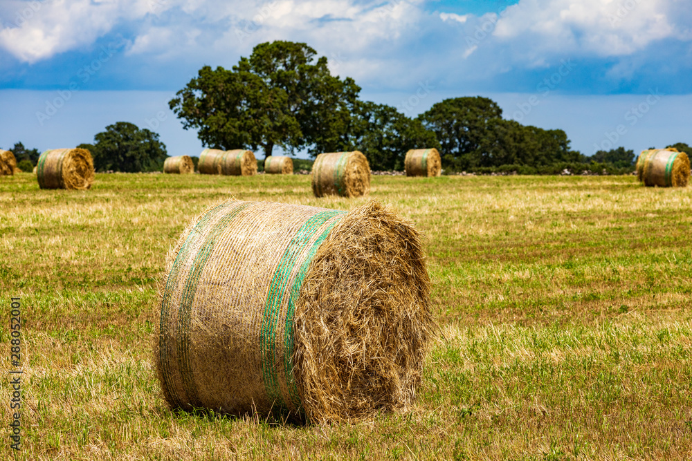 Italy, Apulia, Metropolitan City of Bari, Gioia del Colle. Bales of hay in a field.