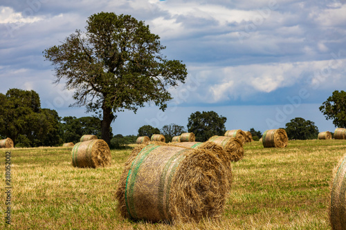 Italy, Apulia, Metropolitan City of Bari, Gioia del Colle. Bales of hay in a field.