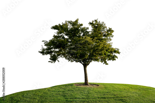 The tree cutting white background