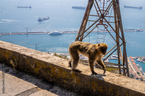Macaque Monkey in Gibraltar rock - view on sea