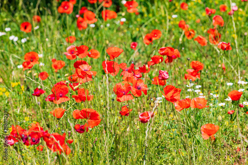 Italy, Apulia, Province of Bari. Countryside with poppies, between Locorotondo and Alberobello.