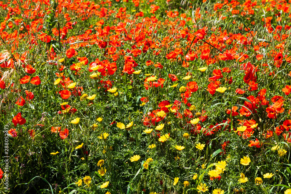 Italy, Apulia, Province of Brindisi, Ostuni. Poppy fields outside the town of Ostuni.
