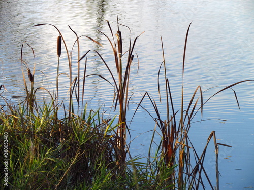 Typha latifolia also named bulrush or reedmace  in America reed  cattail or punks  in Australia cumbungi or bulrush  plant on edge of pond
