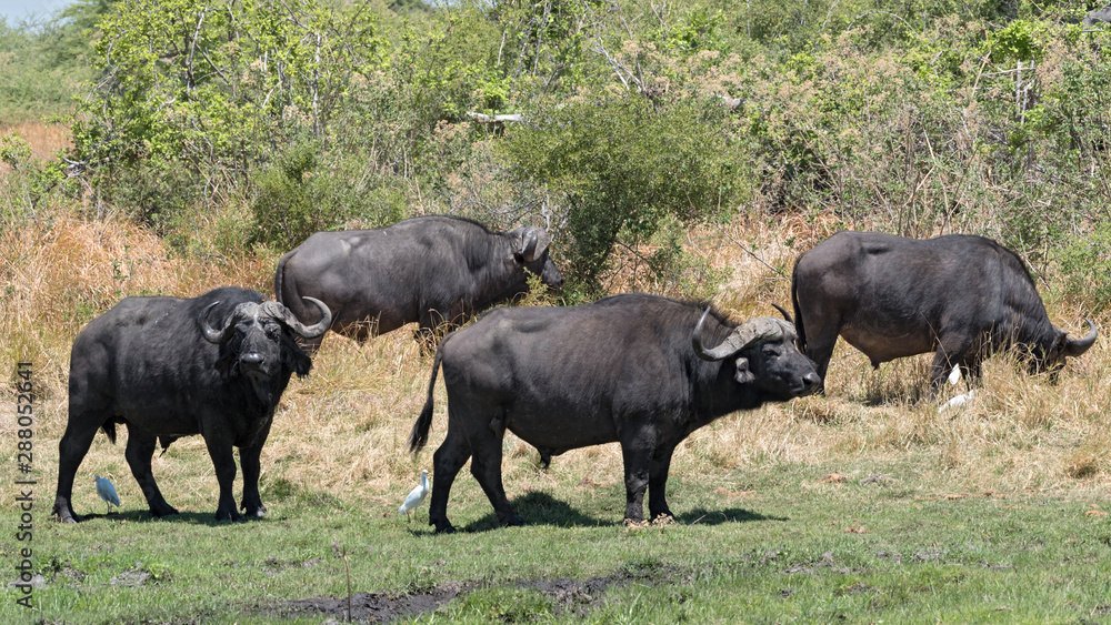 Water buffalo and Cattle egret in Moremi National Park Botswana Water buffalo and Cattle egret in Moremi National Park Botswana