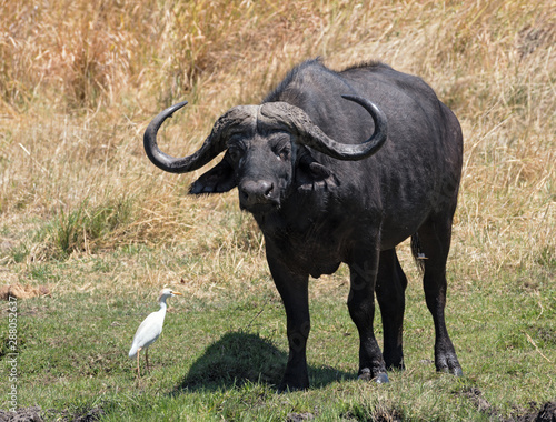 Water buffalo and Cattle egret in Moremi National Park Botswana