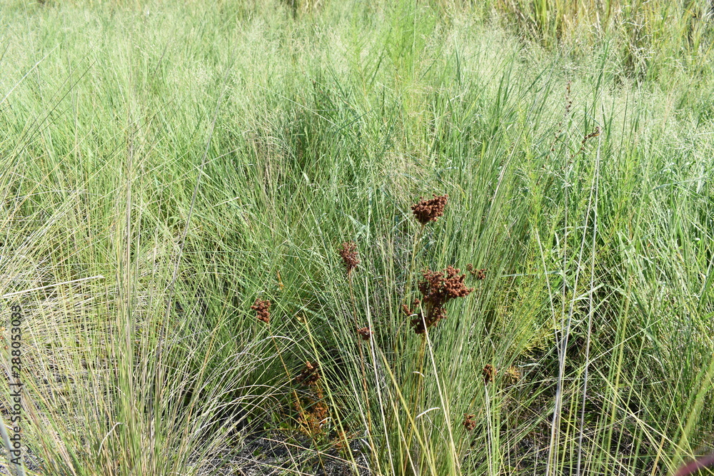 plants plants