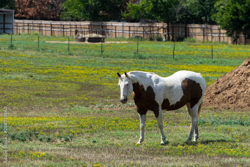 White paint horse with brown belly in pasture White paint horse with brown belly in pasture
