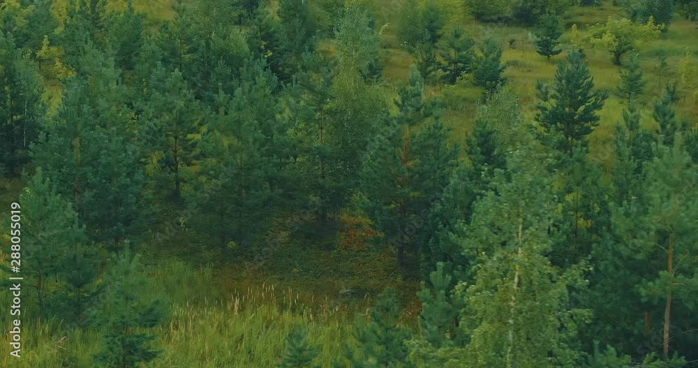 Aerial view, coniferous forest. Span camera from the copter. View from above. Aerial view, coniferous forest. Span camera from the copter. View from above.