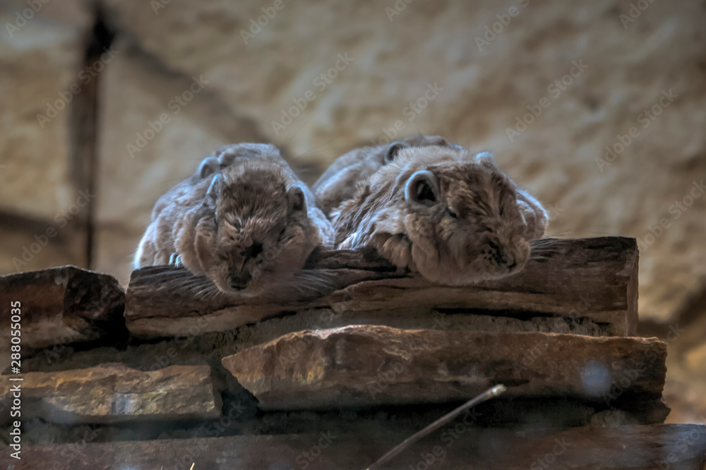 fluffy animals fluffy animals