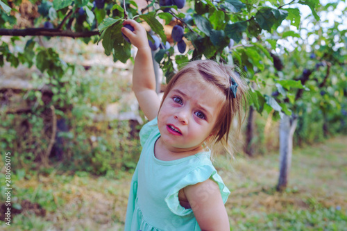 Small little blonde girl picking ripe organic plum by the tree in the orchard fruit plums in summer autumn day