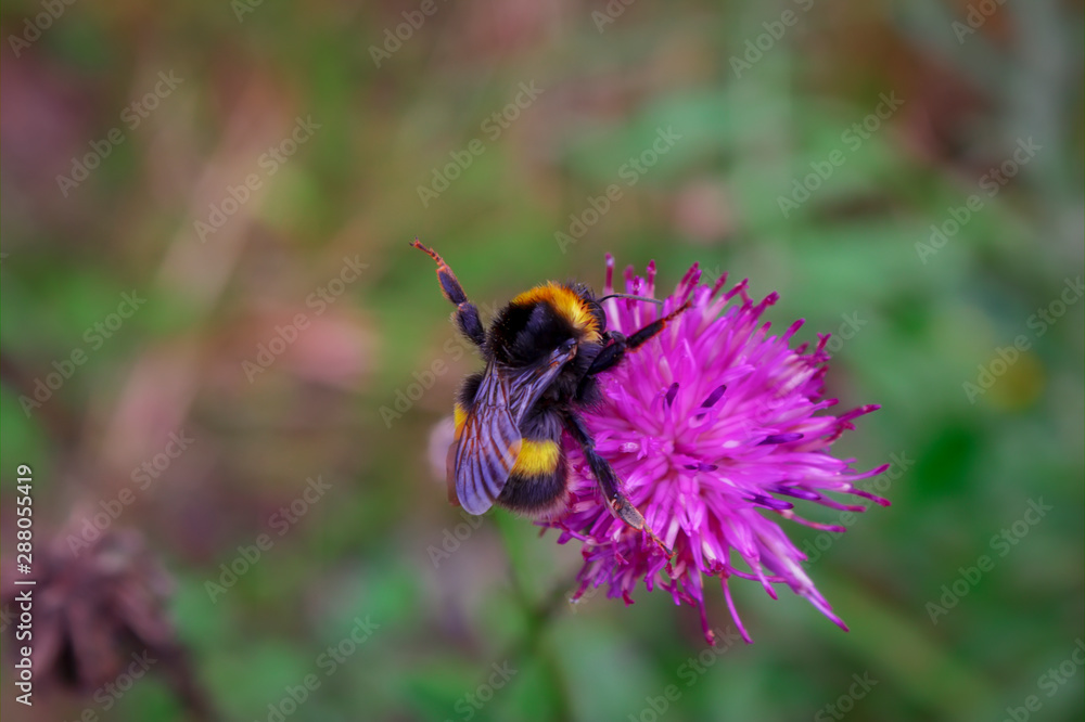 A large shaggy bumblebee collects nectar from a burdock flower. A large shaggy bumblebee collects nectar from a burdock flower.