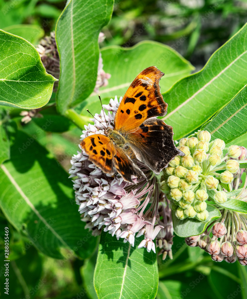 Obraz premium Question Mark