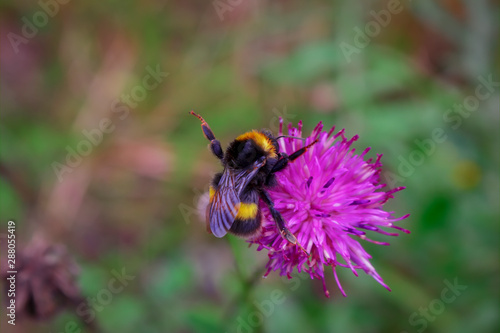 A large shaggy bumblebee collects nectar from a burdock flower. © Anatoliy