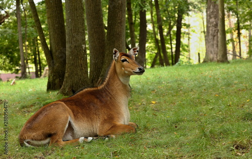 Nilgai Antelope India is beautiful and powerful.