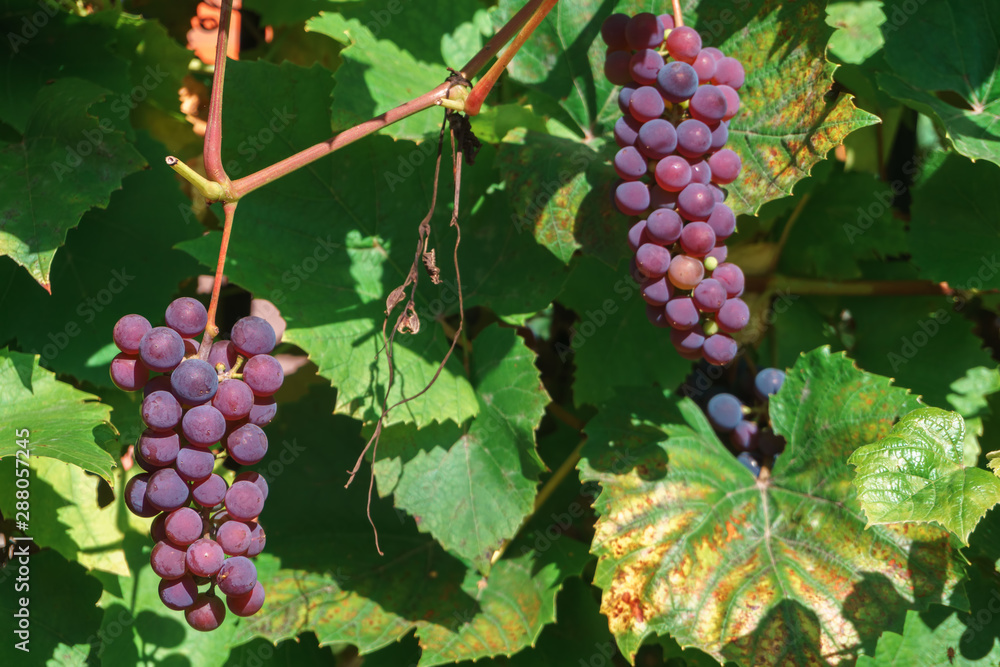custom made wallpaper toronto digitalBrush ripening grapes among the leaves