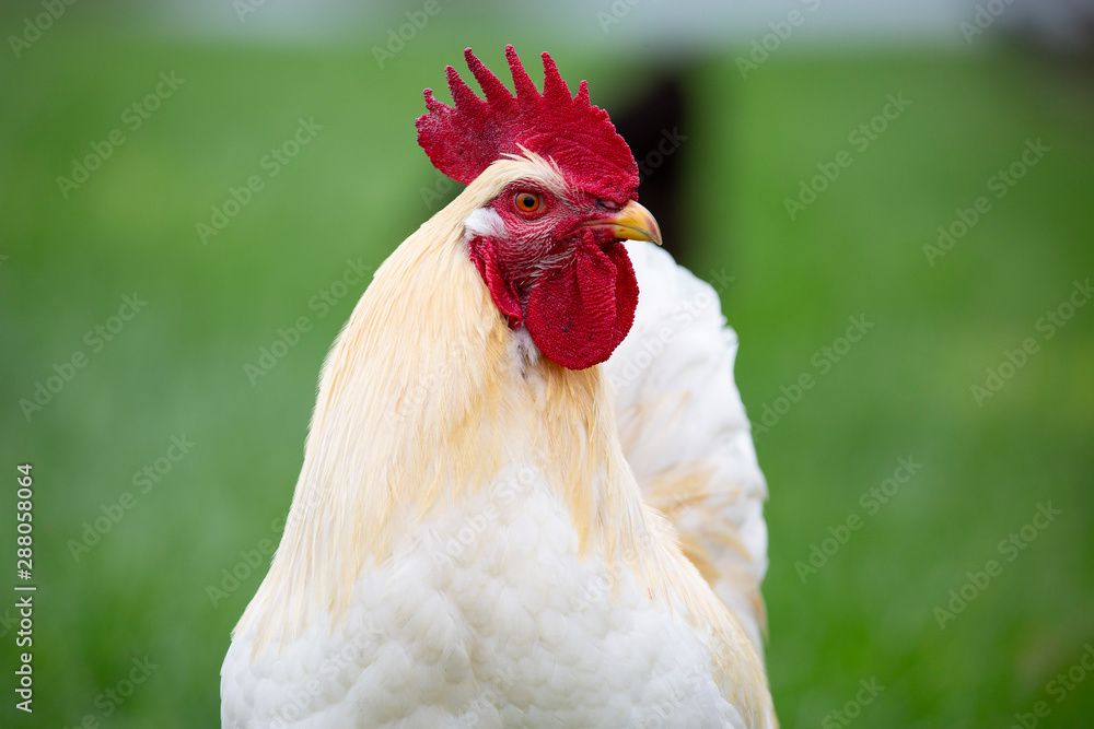 Leg Horn Rooster chicken in farmers back yard.