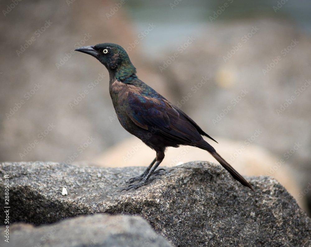 Black Common Grackle bird walking on rocks Black Common Grackle bird walking on rocks
