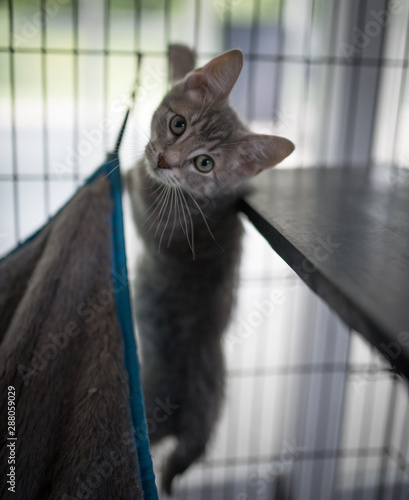 Adorable grey kitten