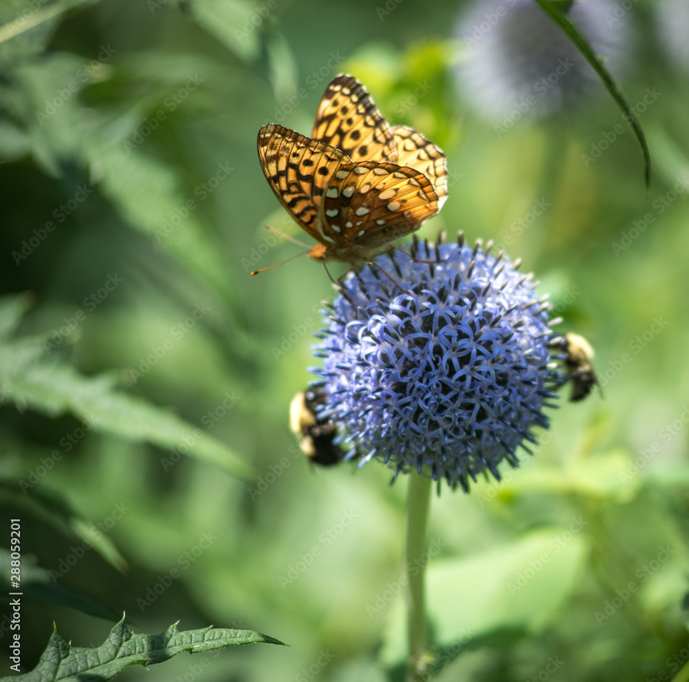 Butterfly and bees on purple flower Butterfly and bees on purple flower