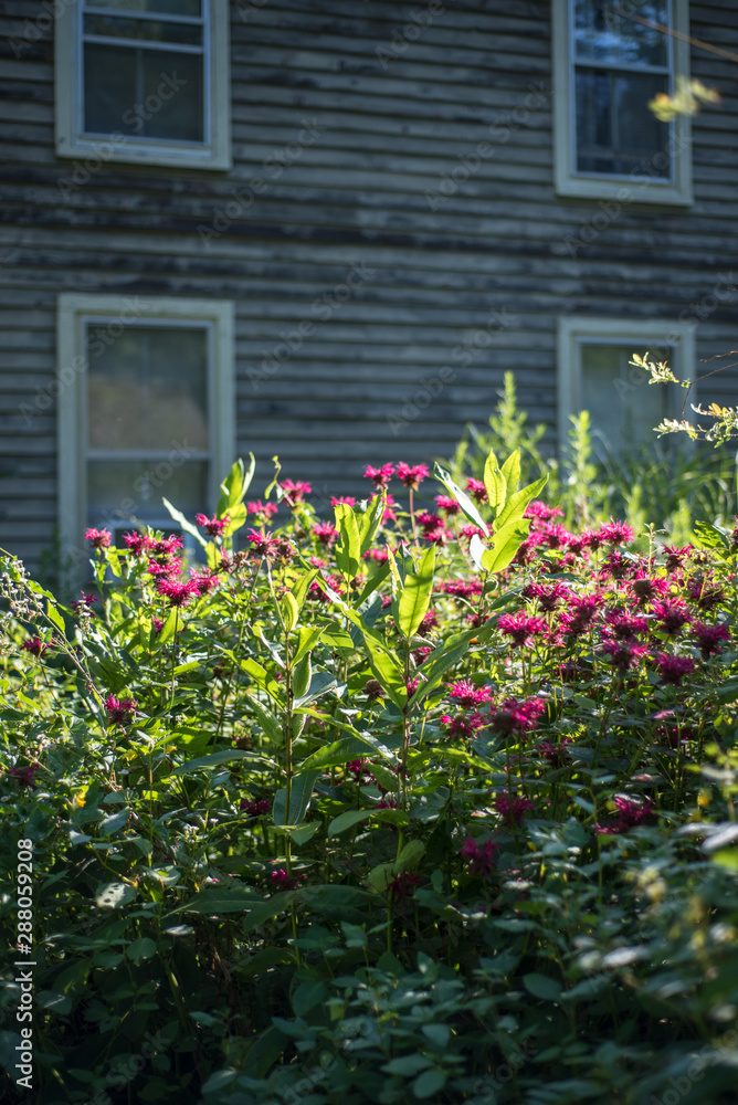 Beautiful red flowers and old house