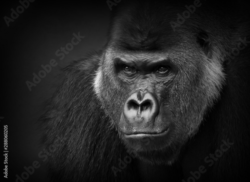 Gorilla portrait in black and white. Closeup of a dangerous-looking silverback.