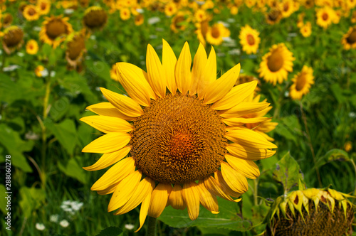 Fototapeta Naklejka Na Ścianę i Meble -  bright sunflowers on a large field on a sunny day