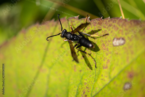 Wasp On Leaf © Mainely Photos