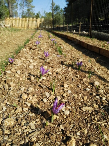 field of saffron, culture , farm 