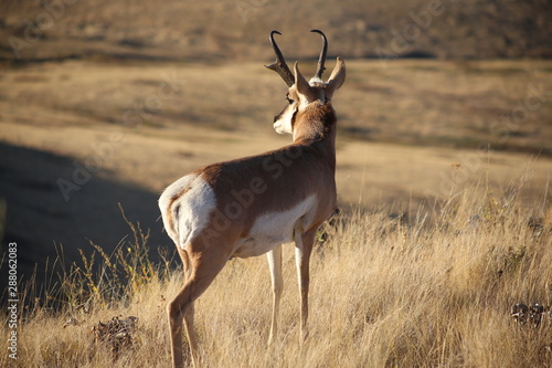 Pronghorn antelope scanning the Montana lanscape