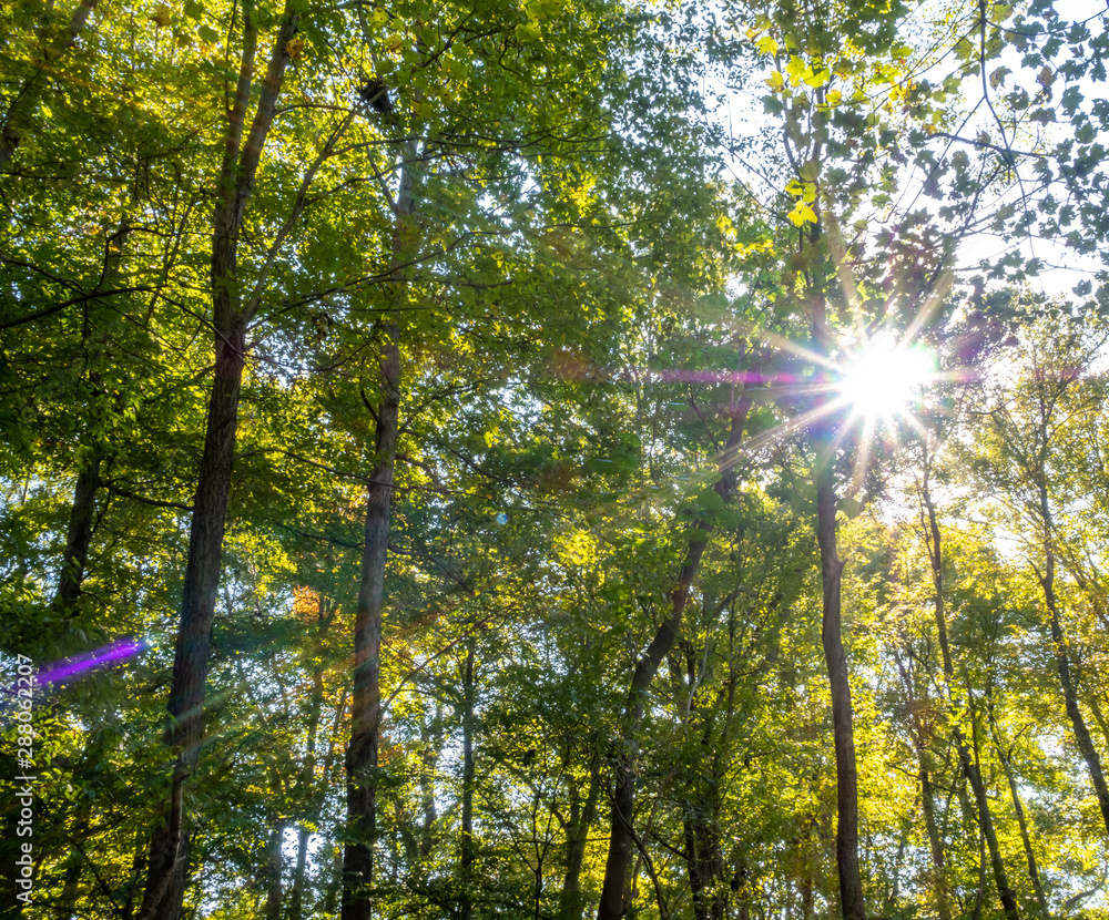 Fototapeta premium fall foliage in the park in autumn with sun rays and sun flares