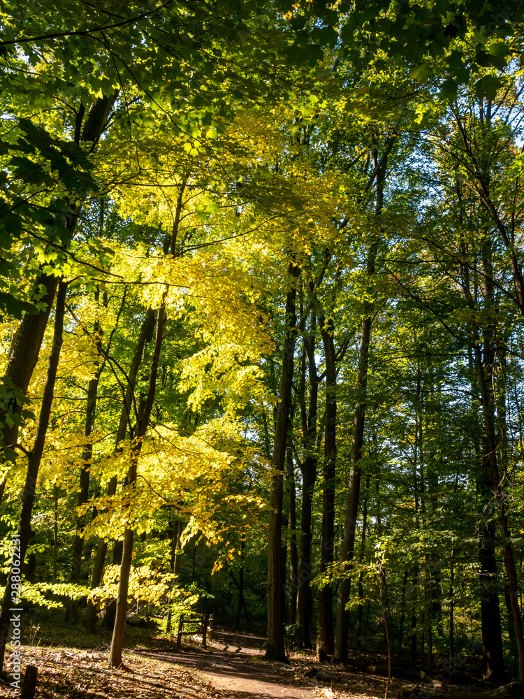 path in the park with fall colors path in the park with fall colors