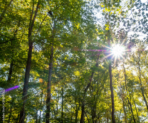 fall foliage in the park in autumn with sun rays and sun flares