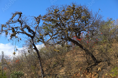 Trees overgrown with beard lichen (Usnea) in the tropical dry forest in the Loja Province in Southern Ecuador photo