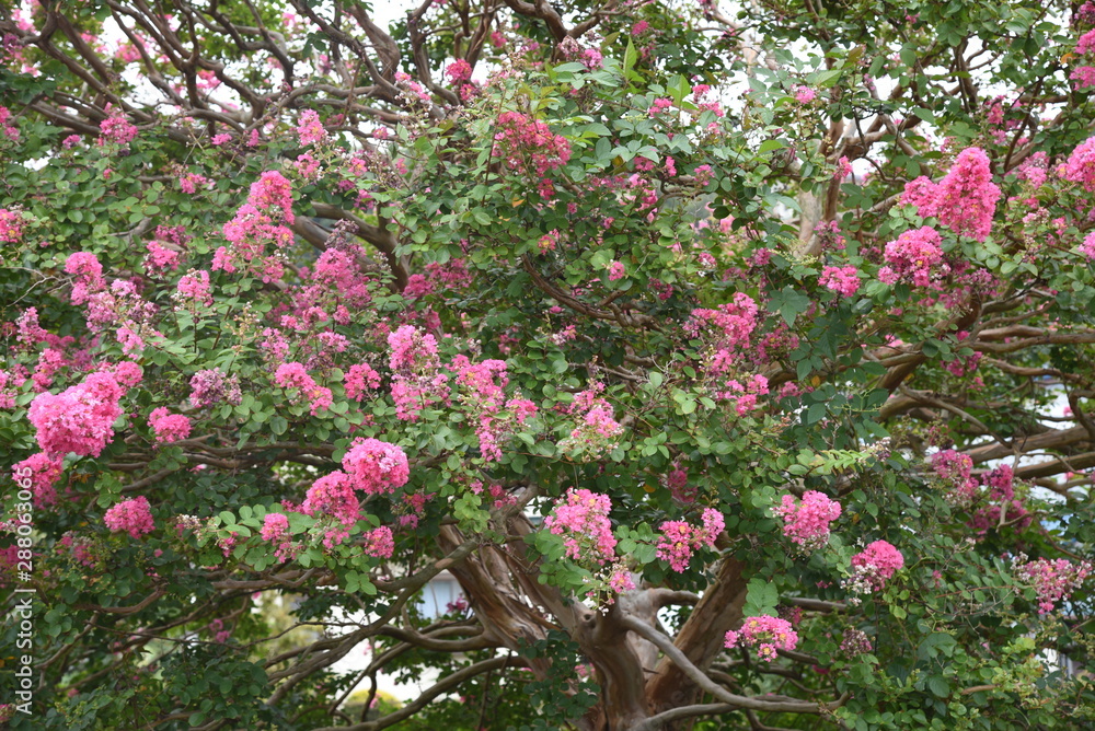 The bark of Crepe myrtle is smooth, and bright red, pink and white flowers bloom in the summer.